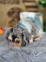 BLING, a male Miniature Dachshund for sale in Sebring, FL – 3 of 10