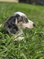 ART, a male Miniature Dachshund for sale in Sebring, FL – 8 of 8