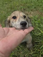 WOODY, a male Miniature Dachshund for sale in Sebring, FL – 2 of 9