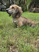 WOODY, a male Miniature Dachshund for sale in Sebring, FL – 5 of 9