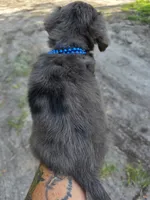 Dubi, a male Miniature Dachshund for sale in Sebring, FL – 3 of 10