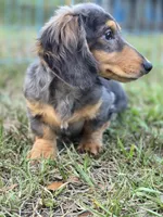 STEEL , a male Miniature Dachshund for sale in Sebring, FL – 7 of 10