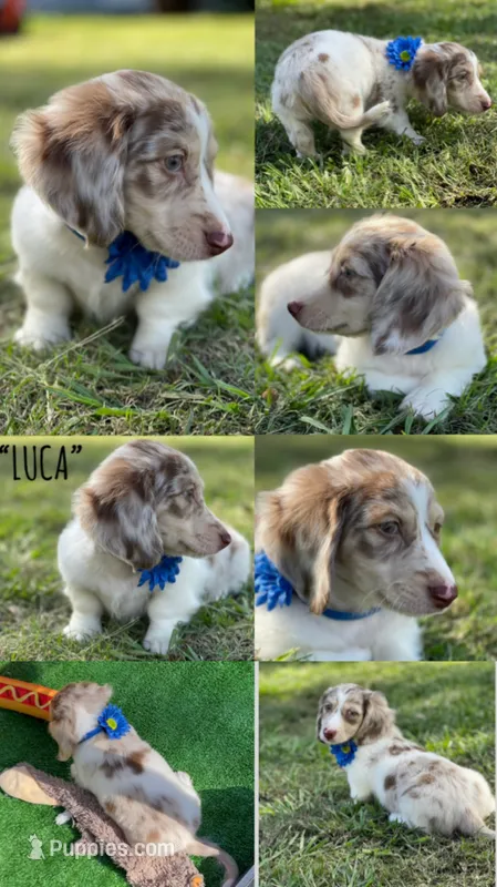 LUCA – Dachshund puppy for sale in Sebring, FL