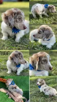 LUCA, a male Dachshund for sale in Sebring, FL – 1 of 3