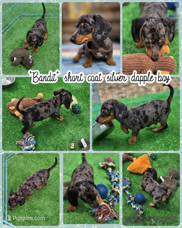 Bandit  – Miniature Dachshund puppy for sale in Sebring, FL