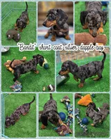 Bandit , a male Miniature Dachshund for sale in Sebring, FL – Photo 1 of 10