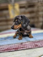 Bandit , a male Miniature Dachshund for sale in Sebring, FL – Photo 2 of 10