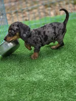 Bandit , a male Miniature Dachshund for sale in Sebring, FL – Photo 9 of 10