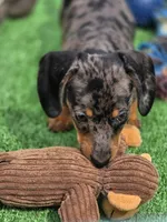 Bandit , a male Miniature Dachshund for sale in Sebring, FL – Photo 3 of 10