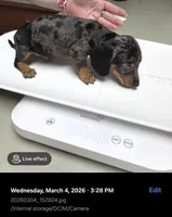 Bandit , a male Miniature Dachshund for sale in Sebring, FL – Photo 10 of 10