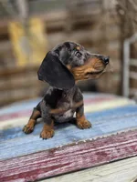 Bandit , a male Miniature Dachshund for sale in Sebring, FL – Photo 7 of 10