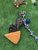 Bandit , a male Miniature Dachshund for sale in Sebring, FL – Photo 8 of 10