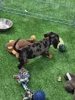 Bandit , a male Miniature Dachshund for sale in Sebring, FL – Photo 4 of 10