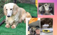 TIGGER, a male Miniature Dachshund for sale in Sebring, FL – 9 of 10