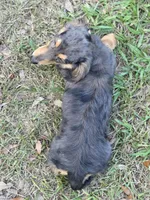 STEEL , a male Miniature Dachshund for sale in Sebring, FL – 9 of 10