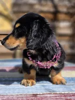 MELODY , a female Miniature Dachshund for sale in Sebring, FL – Photo 3 of 6
