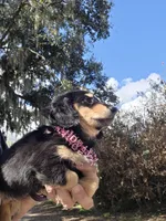 MELODY , a female Miniature Dachshund for sale in Sebring, FL – Photo 2 of 6