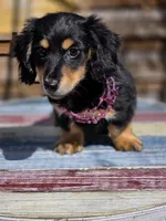 MELODY , a female Miniature Dachshund for sale in Sebring, FL – Photo 4 of 6