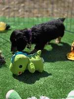 MELODY , a female Miniature Dachshund for sale in Sebring, FL – Photo 6 of 6