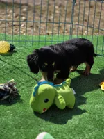 MELODY , a female Miniature Dachshund for sale in Sebring, FL – Photo 5 of 6