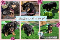 MELODY , a female Miniature Dachshund for sale in Sebring, FL – Photo 1 of 6