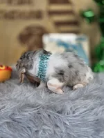 BLING, a male Miniature Dachshund for sale in Sebring, FL – 5 of 10