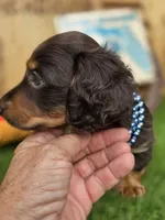 Brownie, a male Miniature Dachshund for sale in Sebring, FL – 3 of 7