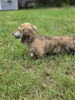 WOODY, a male Miniature Dachshund for sale in Sebring, FL – 7 of 9