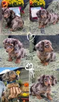 DECO, a male Miniature Dachshund for sale in Sebring, FL – 1 of 1