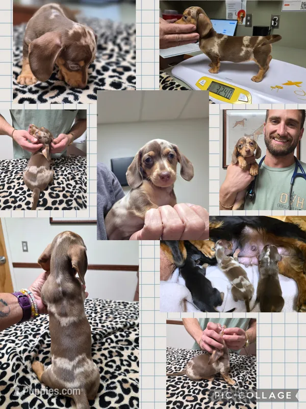CAMEO – Miniature Dachshund puppy for sale in Sebring, FL