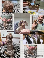 CAMEO, a female Miniature Dachshund for sale in Sebring, FL – 1 of 6
