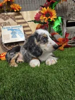 ART, a male Miniature Dachshund for sale in Sebring, FL – 7 of 8
