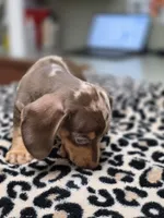 CAMEO, a female Miniature Dachshund for sale in Sebring, FL – 2 of 6