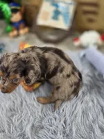 DECO, a male Miniature Dachshund for sale in Sebring, FL – 9 of 9
