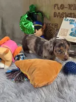 DECO, a male Miniature Dachshund for sale in Sebring, FL – 7 of 9
