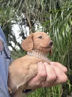 Millie , a female Miniature Dachshund for sale in Sebring, FL – 7 of 9