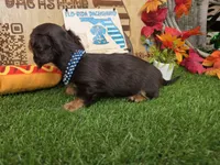 Brownie, a male Miniature Dachshund for sale in Sebring, FL – 2 of 7