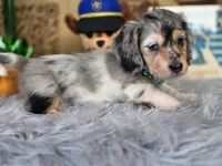 BLING, a male Miniature Dachshund for sale in Sebring, FL – 9 of 10