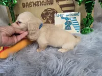 CHEESECAKE , a male Miniature Dachshund for sale in Sebring, FL – 6 of 7