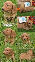 Golden , a male Miniature Dachshund for sale in Sebring, FL – 1 of 8