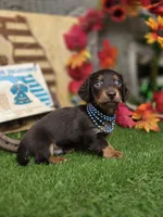 Brownie, a male Miniature Dachshund for sale in Sebring, FL – 5 of 7