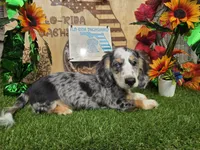 ART, a male Miniature Dachshund for sale in Sebring, FL – 2 of 8