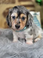 BLING, a male Miniature Dachshund for sale in Sebring, FL – 7 of 10