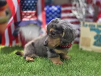 Justice , a male Miniature Dachshund for sale in Sebring, FL – 2 of 6