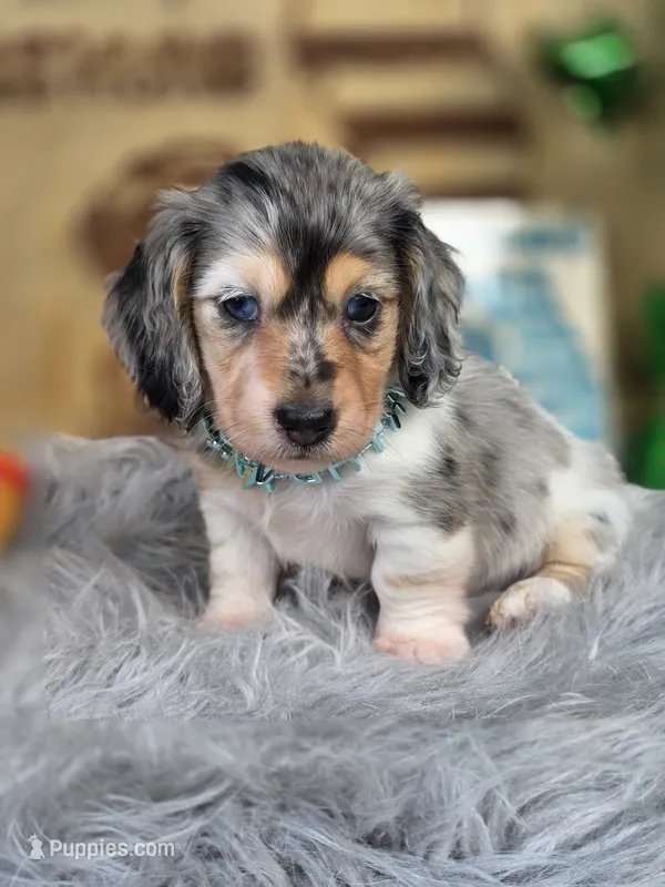 BLING – Miniature Dachshund puppy for sale in Sebring, FL
