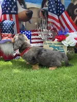 Justice , a male Miniature Dachshund for sale in Sebring, FL – 5 of 6