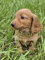 Golden , a male Miniature Dachshund for sale in Sebring, FL – 2 of 8