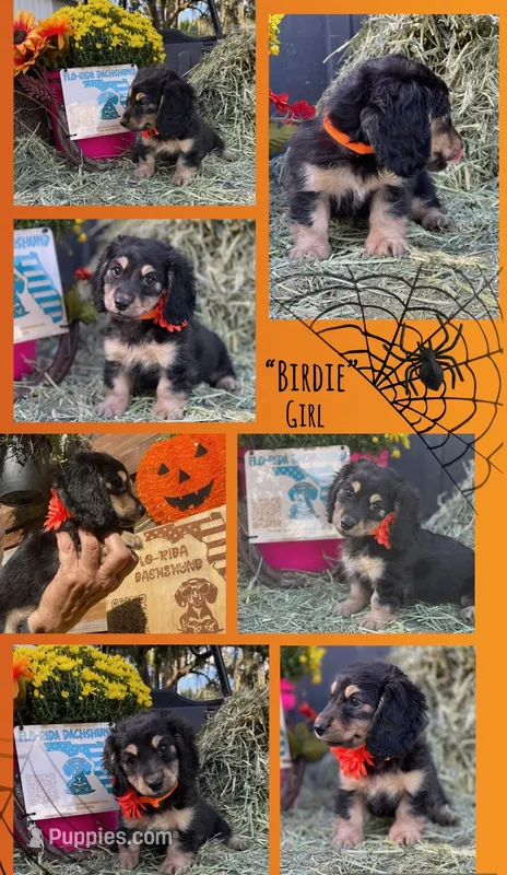 BIRDIE – Miniature Dachshund puppy for sale in Sebring, FL