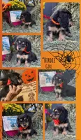BIRDIE, a female Miniature Dachshund for sale in Sebring, FL – 1 of 1