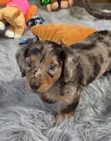 DECO, a male Miniature Dachshund for sale in Sebring, FL – 2 of 9